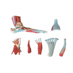 Modelo de pie muscular <span class=keywords><strong>humano</strong></span> de tamaño real (7 piezas) Modelo de biología de <span class=keywords><strong>esqueleto</strong></span> modelo de <span class=keywords><strong>esqueleto</strong></span> de hueso <span class=keywords><strong>humano</strong></span> - Product Image 2