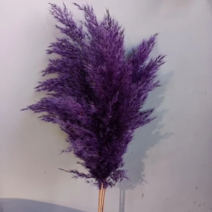 Graines de <span class=keywords><strong>pampa</strong></span> de qualité du Yunnan <span class=keywords><strong>Graine</strong></span> de <span class=keywords><strong>pampa</strong></span> décorative pour table d'intérieur et cadeaux Vente chaude 2025 <span class=keywords><strong>Graine</strong></span> de <span class=keywords><strong>pampa</strong></span> à bas prix OEM - Product Image 2