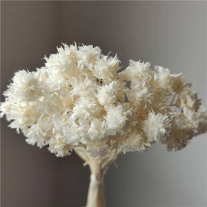 Stella brasiliana fiori secchi conservati fiori piccola montagna margherita corona di fiori per decorazioni natalizie - Product Image 3