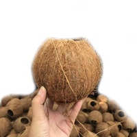 Non lucidato Guscio di noce di Cocco Grezzo