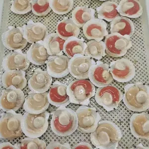 High quality Frozen half shell sea scallop with roe