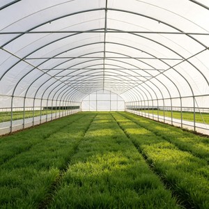 <span class=keywords><strong>Serre</strong></span> agricole chinoise multi-travées de grande taille à faible coût avec structure en acier galvanisé et couverture en PE - Product Image 5
