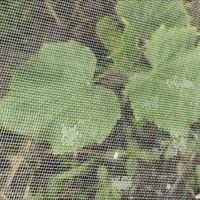 40-50 Mesh UV-bestendig HDPE ademend anti-insectennet, verdikt kasnet tegen ongedierte & vogels voor de groenteteelt