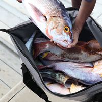 Sac de transport isotherme et étanche pour poisson, robuste avec fermeture éclair et poche en filet, idéal pour la pêche en haute mer et le stockage de poissons frais