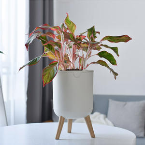 Deepbang – Pots de décoration intérieure pour balcon, arrosage automatique, bonsaï, <span class=keywords><strong>Pot</strong></span> de fleurs avec pied en bois - Product Image 6