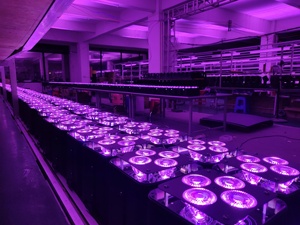 Projecteur LED sans fil WDMX IP65 pour DJ, fêtes et mariages, 4x20W RGBa Cyan <span class=keywords><strong>Lime</strong></span> 6-en-1, alimenté par batterie - Product Image 6