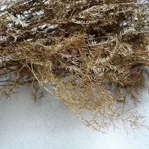 批发保存的芦笋蕨保存的叶子装饰