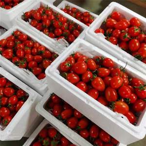 طماطم كرزية طماطم صغيرة ، طماطم موسمية صغيرة ، تأكل فواكه طازجة للبيع بالجملة لفاكهة الألفية ، وغيرها - Product Image 2