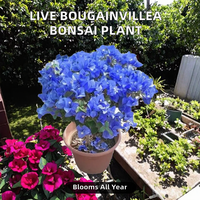 Plante de Bougainvillier Artificielle Générique en Pot, Fleurs Multicolores (Rouge/Rose/Jaune/Blanc/Orange) en Matériau Synthétique