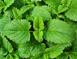 Оптовая продажа, Экстракт Мелиссы мелиссы - Product Image 2