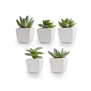 Mini-plantes succulentes en gros avec pot en céramique blanche, faux bonsaïs succulents assortis <span class=keywords><strong>pour</strong></span> la décoration intérieure, commande en gros disponible - Product Image 1