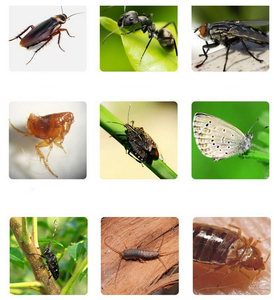 Deltamethrin 50 G/L EC Vegetable Aphid Cabbage Caterpillar Moth Aphid Thrips Contact Kill Insecticide Agriculture <strong>Pesticide</strong> - Product Image 3