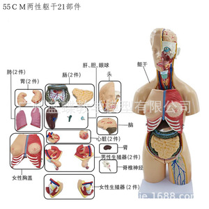 55CM - Product Image 1