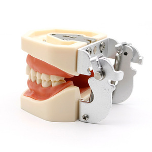 Modèles de dents en résine pour la formation dentaire, ensemble d'entraînement pour usage domestique, équipement et accessoires de thérapie orale pour adultes, 19g - Product Image 5