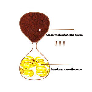 <span class=keywords><strong>Reishi</strong></span> Gnaoderma lingzhi huile de spores naturelle à base de plantes <span class=keywords><strong>Softgel</strong></span> 20% Triterpène - Product Image 5