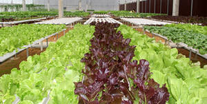 Aquaponic Farming Saving Nutrient Fish Tank avec système hydroponique pour Superfarm - Product Image 5