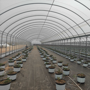 Invernadero conectado de película fina de alta eficiencia para una <span class=keywords><strong>agricultura</strong></span> <span class=keywords><strong>sostenible</strong></span> - Product Image 1