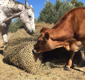 Chất Lượng Cao Bền Treo Túi Lưới Cho Ngựa Và Dê Cho Ăn Động Vật Thức Ăn Chậm Hay Lưu Trữ Net Tùy Chỉnh Dịch Vụ Cắt - Product Image 4