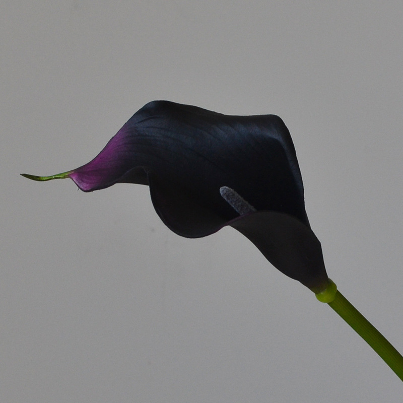 Morado oscuro