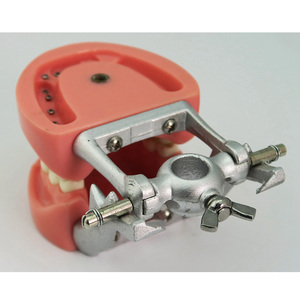 Modelo de dientes simulados estándar Modelo de entrenamiento de estudio dental 32 piezas Dientes extraíbles - Product Image 5