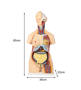 Modelo de Torso Humano Intersexual de 85 cm, 23 Partes, para Enseñanza de Ciencias Médicas, Demostración de Anatomía - Product Image 5