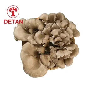 China DETAN Maitake fresco com fábrica, mecanizada, escala cultivada cogumelos de alta qualidade.