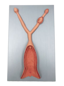 Gelsonlab HSBM-523 MODEL ginjal kanan dan kiri - Product Image 5