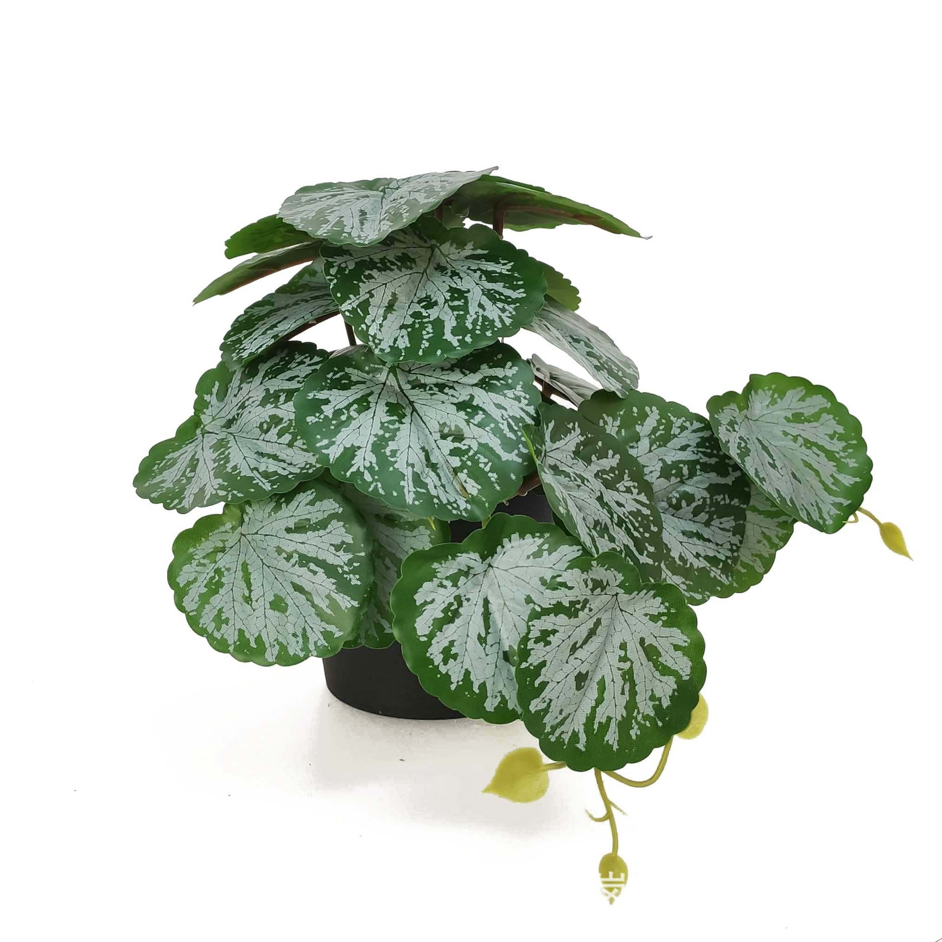 Green mini begonia leaves