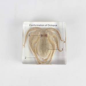 Spécimen de pieuvre modèle d'enseignement intégré en résine de biologie - Product Image 3