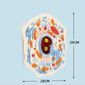 Modèles de cellules animales et végétales Structures microscopiques Biologie Enseignement à l'école SIDA Apprentissage par les élèves Modèles de démonstration - Product Image 2