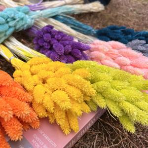 Venta al por Mayor de Hierba de Phalaris Seca Natural de Alta Calidad, Teñida con Colores, para Floristerí<span class=keywords><strong>a</strong></span>, Ramo de Hierba Seca, Decoración del Hogar, Bricolaje, Bodas, Navidad - Product Image 6