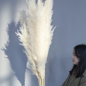 Arrangement de fleurs de bohème de haute qualité pampa sèche énorme herbe de roseau pour la décoration de mariage à la maison nouvel an - Product Image 3