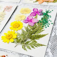 Fleurs séchées pressées à la main - Décoration écologique en fleurs naturelles pour la fête des mères, les mariages, la Saint-Valentin et Noël