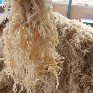 100% Algas marinas secas puras naturales Eucheuma Cottonii/Mejor precio - Product Image 1