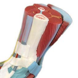 Modèle anatomique ADA Modèle de pied musculaire humain grandeur nature (7 parties) et modèle de muscle humain grandeur nature (29 parties) pour l'enseignement - Product Image 6