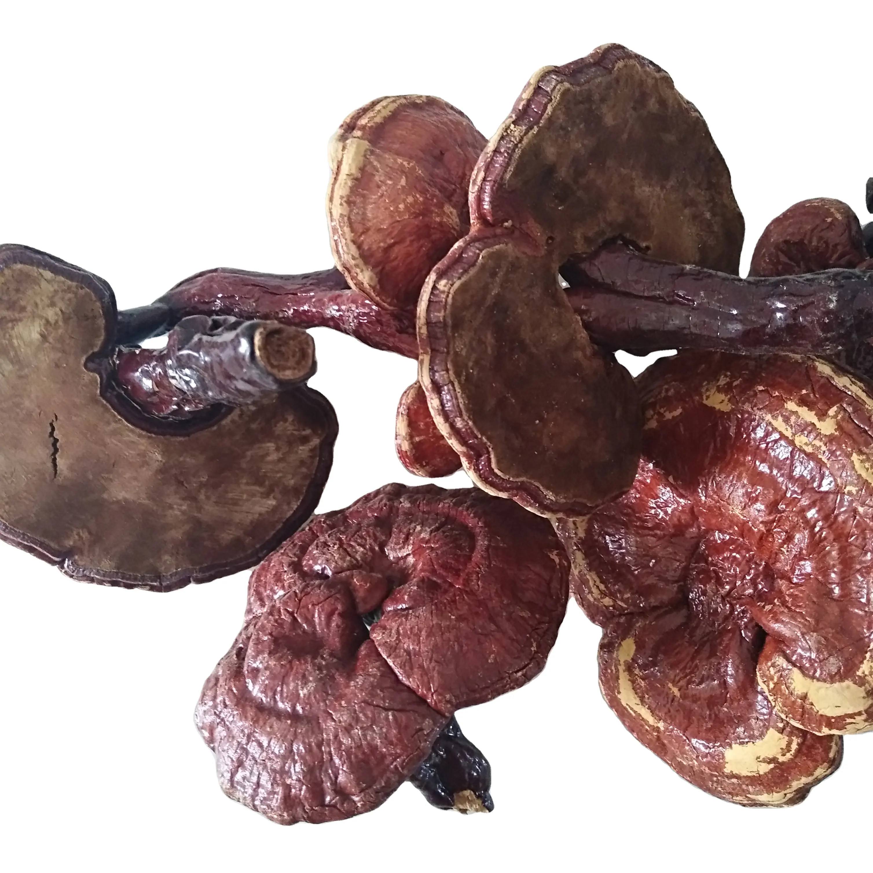 Natural secas raw todo Cogumelo Reishi Ganoderma lucidum