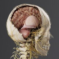 Cuerpo Humano 3D de Alta Resolución, Anatomía Virtual, Digihuman, Mesa de Disección Virtual