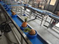 Commerciële SUS304 volautomatische fruitwas-, droog-, was- en sorteerlijn voor appels, peren en ananas.