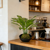 Plante tropicale artificielle Calathea Orbifolia en plastique, réaliste, en vrac, directement de l'usine, pour le bureau du Nouvel An, durable et légère
