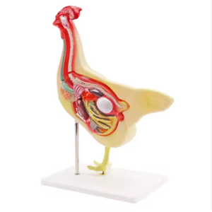 โมเดลการสอนเกี่ยวกับสัตวแพทย์โมเดล<span class=keywords><strong>กายวิภาค</strong></span>ของไก่โดยตรงจากโรงงาน - Product Image 2