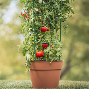 Eco-Friendly PVC Coated Tempered Glass <b>Tomato</b> Climbing Frame Easily Assembled Outdoor Fence Trellis - Product Image 1