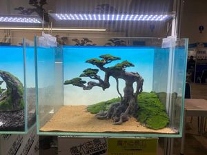 ベトナム装飾流木盆栽水族館流木品質製品水族館生きている植物 - Product Image 2