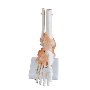 Modelo de Esqueleto <span class=keywords><strong>Humano</strong></span> de Tamaño Real <span class=keywords><strong>con</strong></span> Articulación del Pie y Ligamentos, Modelo de Esqueleto <span class=keywords><strong>Humano</strong></span> - Product Image 1