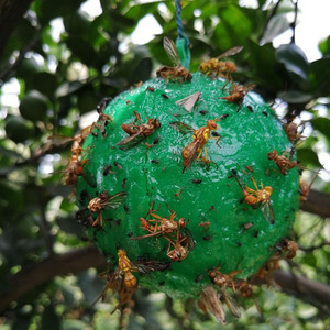Pièges à mouches à fruits collants en plastique avec adhésif, boules collantes pour <span class=keywords><strong>moucherons</strong></span> et insectes volants, pour attraper <span class=keywords><strong>les</strong></span> mouches des <span class=keywords><strong>plantes</strong></span> - Product Image 4