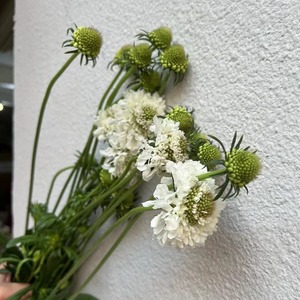 Flores Epteryceps Sundae <span class=keywords><strong>de</strong></span> Yunnan Kunming, Cabello Liso, Recién Cortadas, en Maceta Azul, Ramo <span class=keywords><strong>de</strong></span> Alta Gama, Modelo Hierba del <span class=keywords><strong>Gusano</strong></span> <span class=keywords><strong>de</strong></span> Pino - Product Image 2