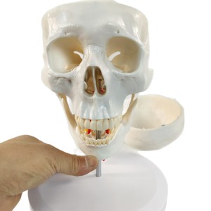 Modelo de Cráneo Humano con Columna <span class=keywords><strong>Cervical</strong></span>, Tamaño Real, <span class=keywords><strong>Esqueleto</strong></span> para Pintura de Naturaleza Muerta, Ayuda Didáctica, Cráneo Desmontable - Product Image 5
