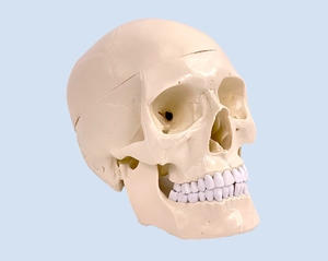 Modelo de Cráneo Humano con Anatomía Cerebral, Material de PVC, Suministro Educativo - Product Image 6