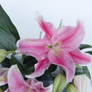Fleurs fraîches récemment cueillies, Lys <span class=keywords><strong>Sorbonne</strong></span>, 3 têtes, haute qualité, décoration intérieure, ajoute de la couleur à la maison - Product Image 2