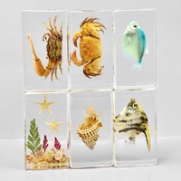 Collection de spécimens de crabes en résine - Crabes réels emprisonnés dans l'ambre, jouet éducatif scientifique, ornement de bureau et présentoir biologique