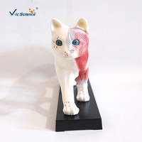 Modelo Anatómico de Acupuntura de Gato a Tamaño Real con Puntos de Meridiano Marcados, Especímen para Entrenamiento Clínico de Veterinaria con Medicina Tradicional China, CE/ISO/ROHS/CNAS